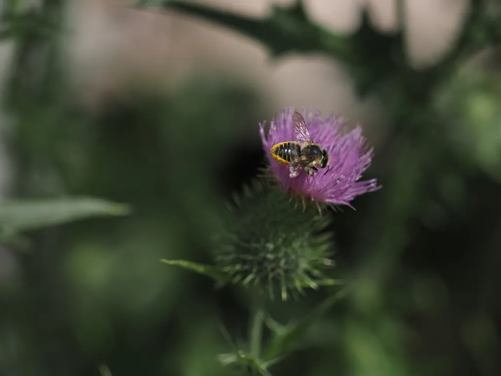 a small bee covered in pollen and on a purple flower