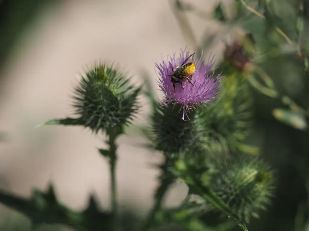 a bee's pollen-covered butt