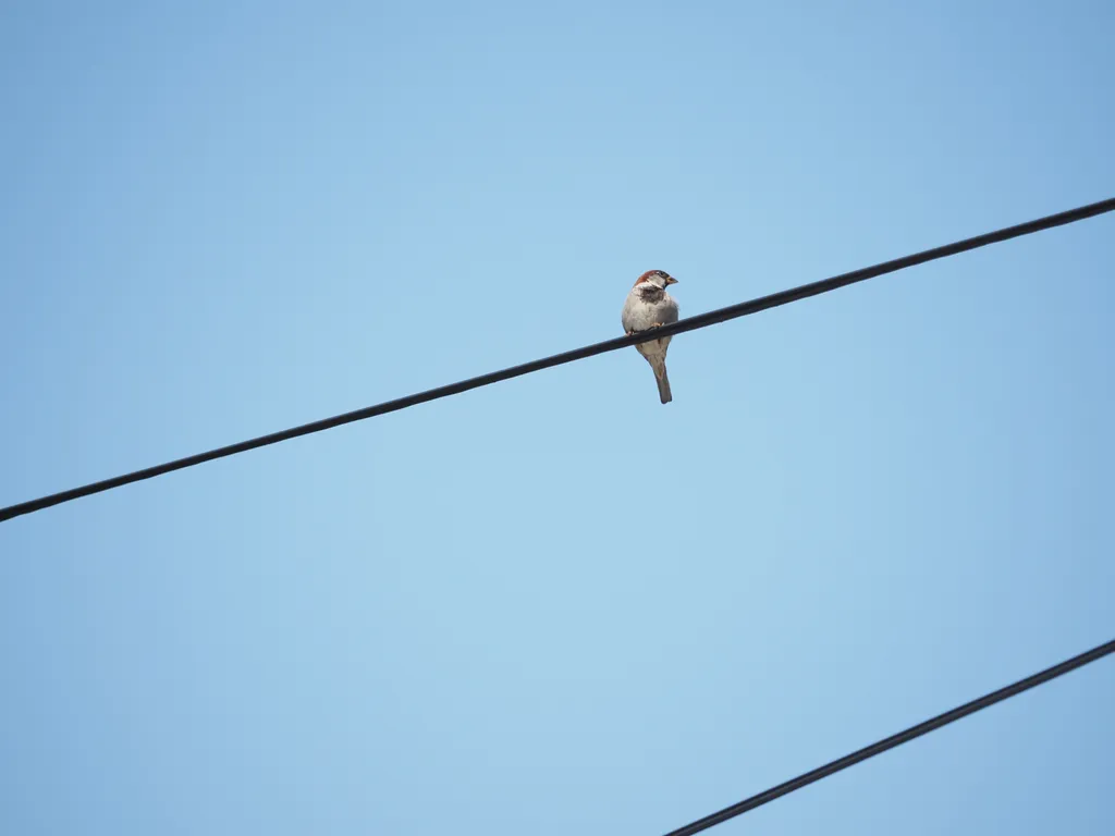 a bird on a wire