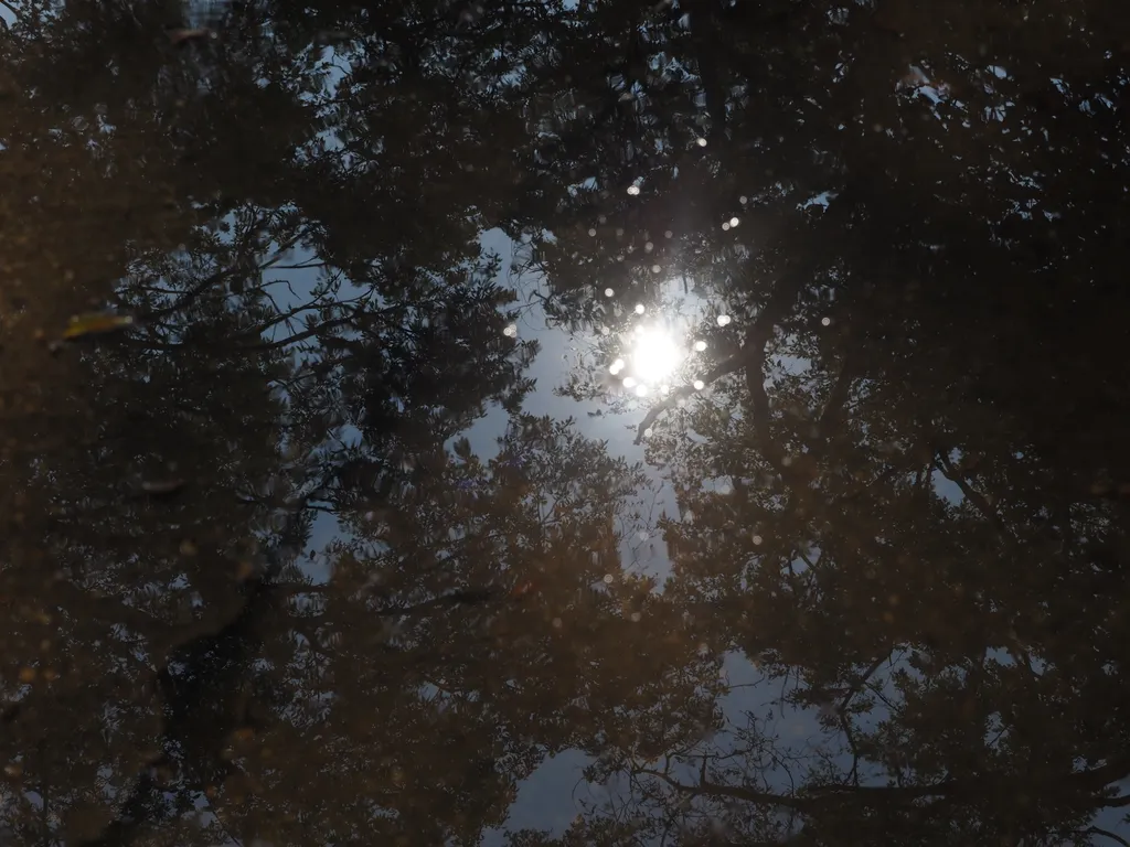 the sun reflecting in a puddle