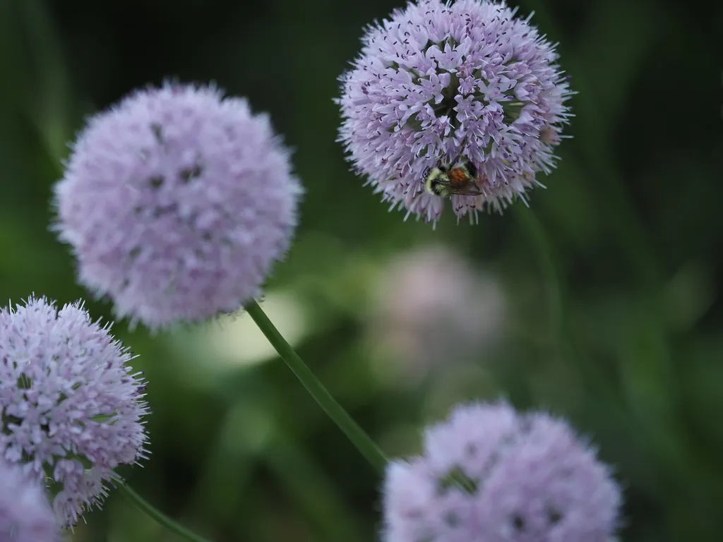 a bumble bee on a pink ball-shaped flower