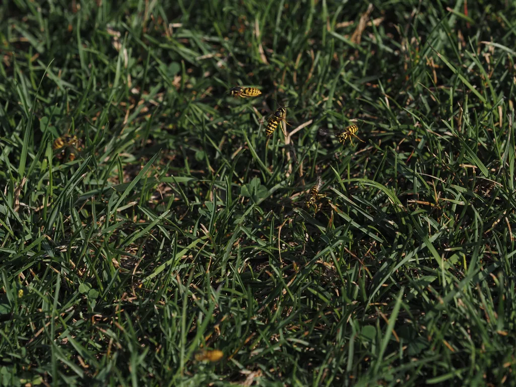 wasps swarming around a spot in the grass