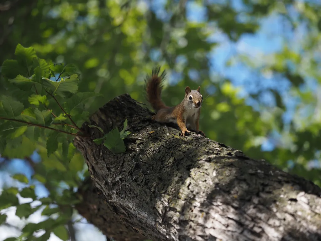 a squirrel facing downwards on a tree and looking at the camera