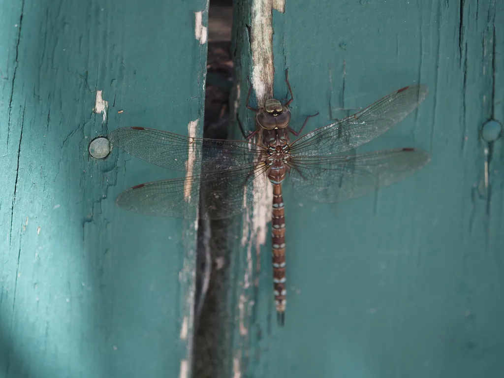 a black and blue dradgonfly on a blue fence