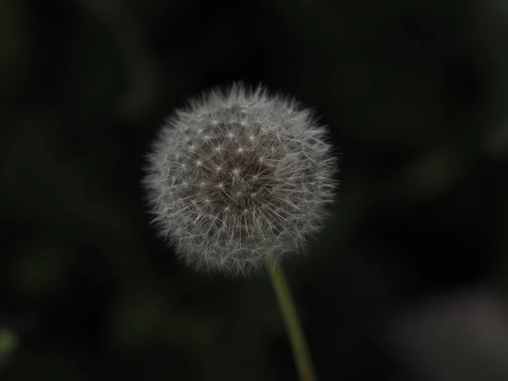 a white fluffy dandelion