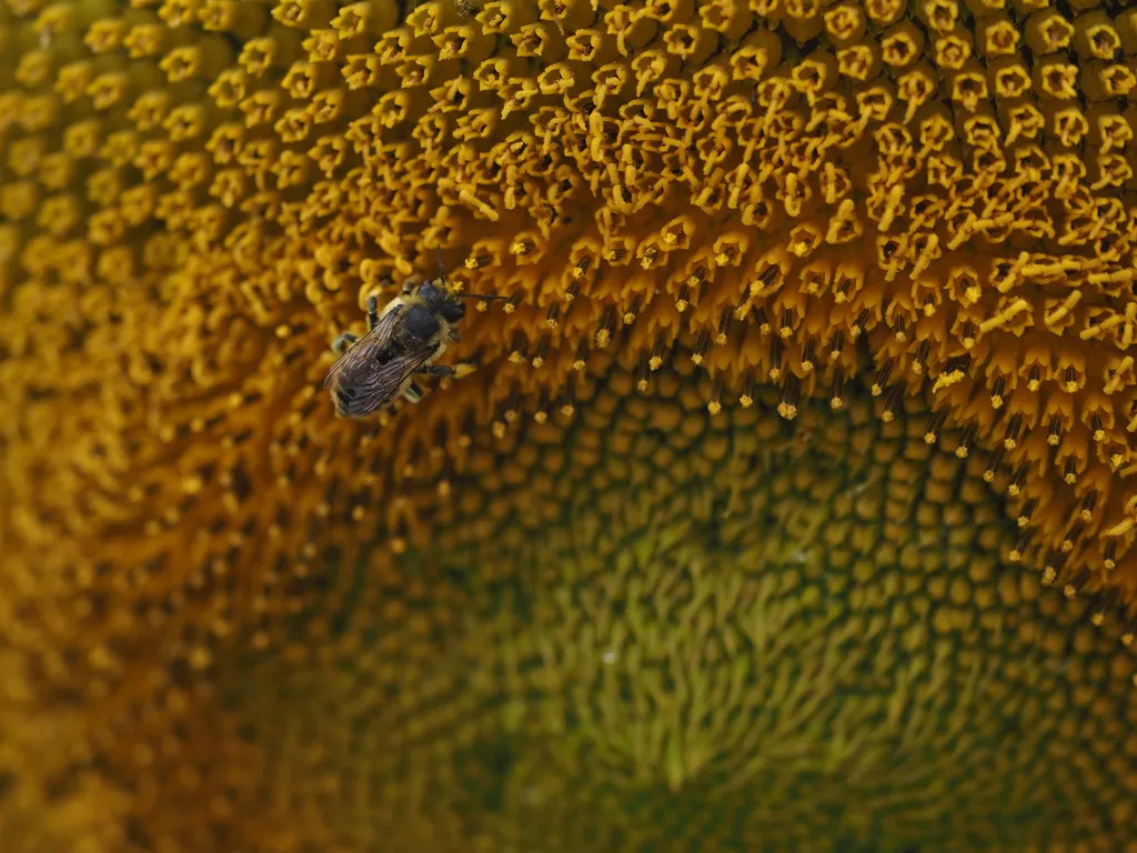 a bee on a sunflower