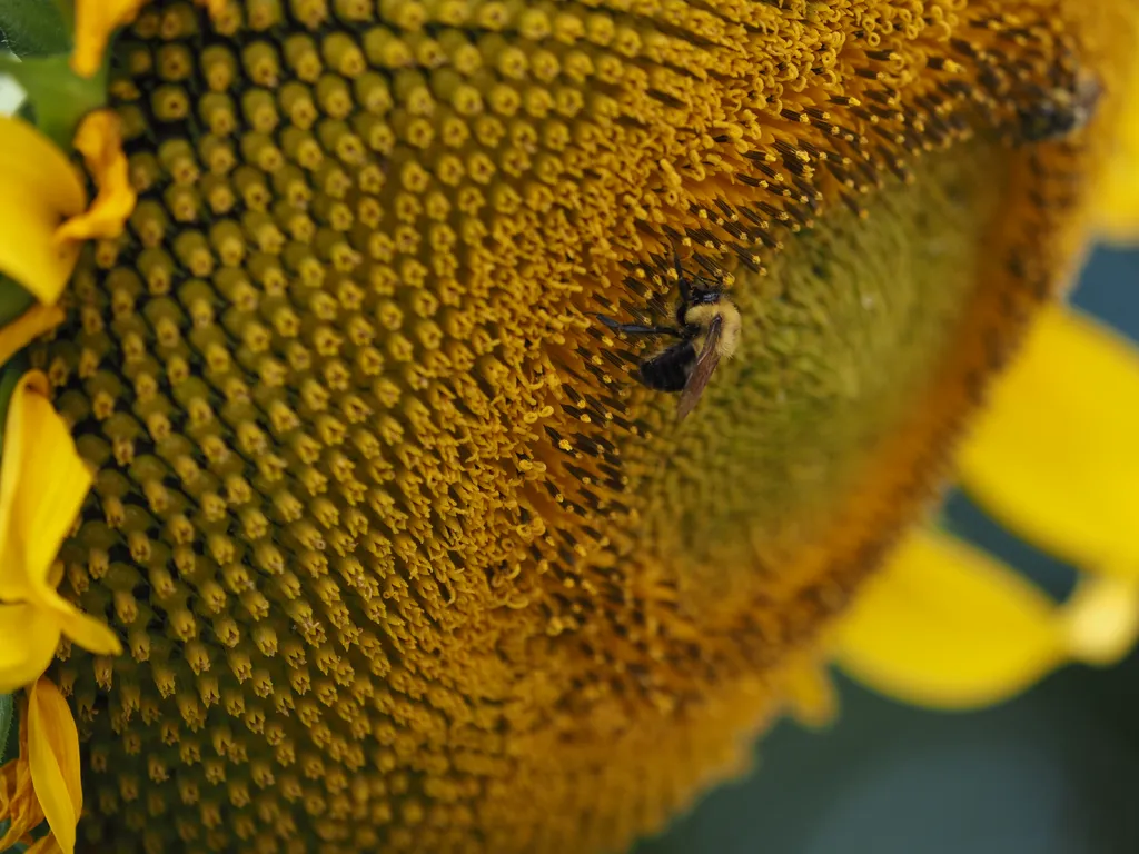 a bee on a sunflower