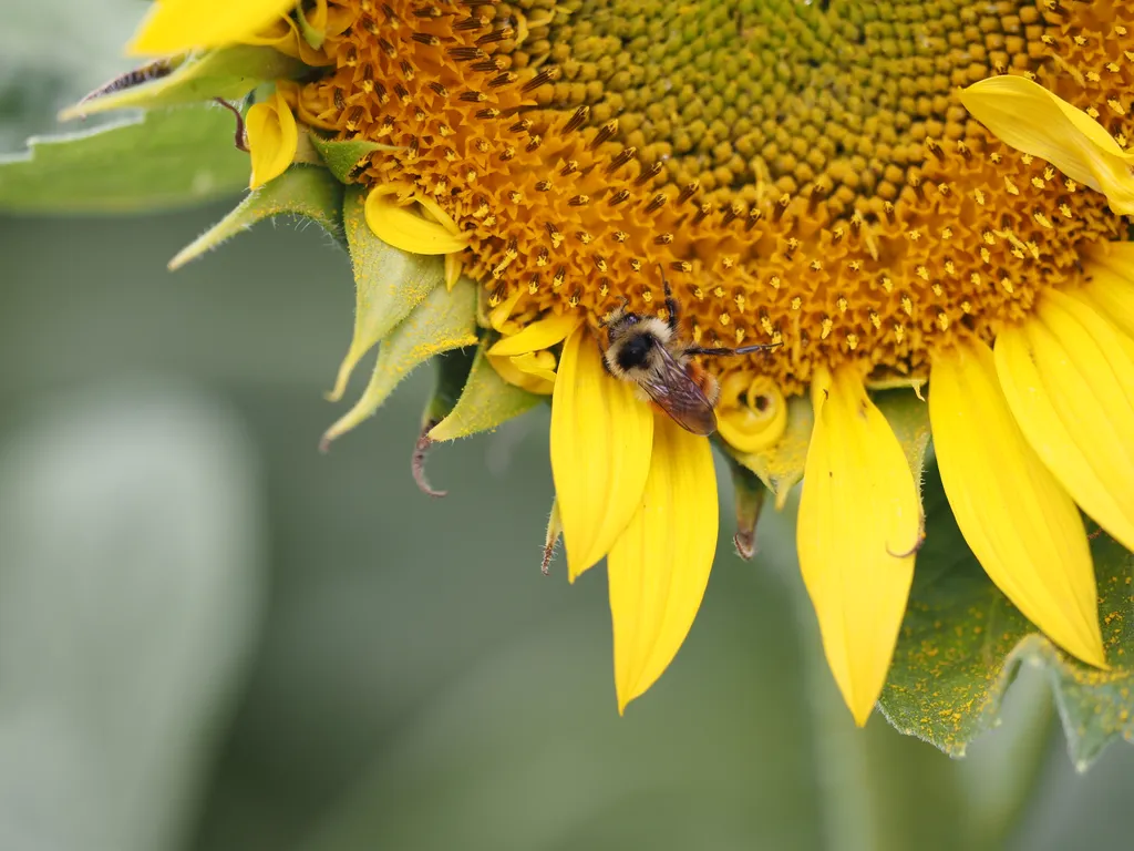 a bee on a sunflower