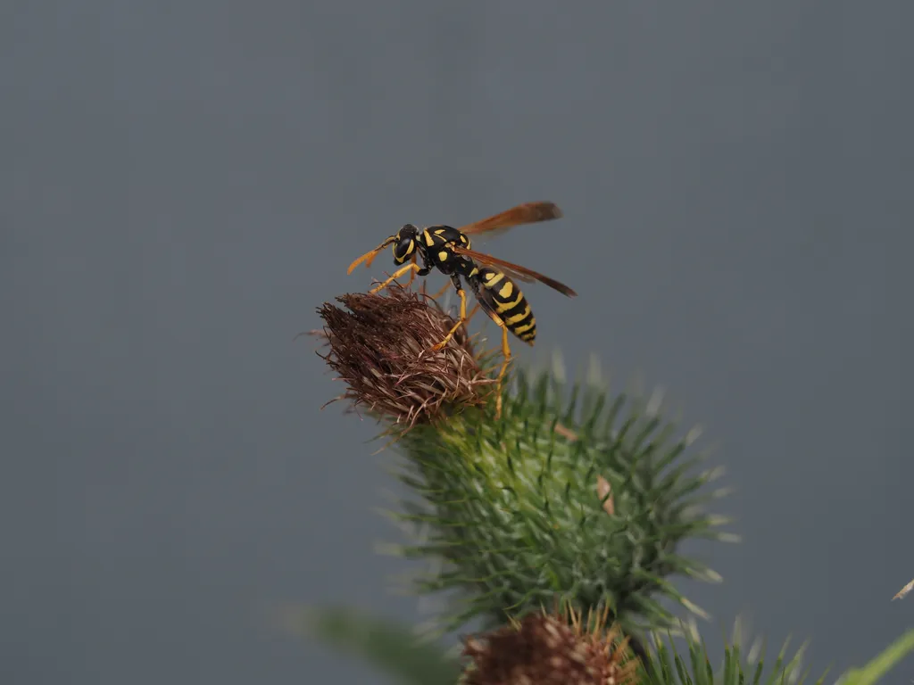 a wasp on the end of a large thistle