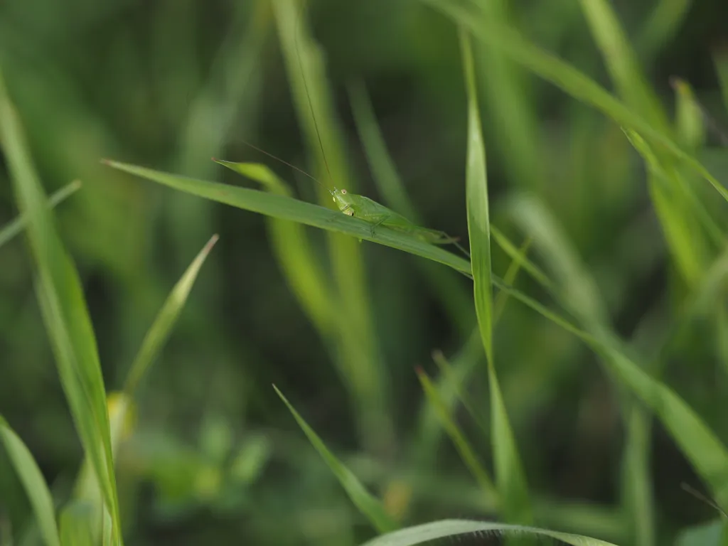 a katydid on a blade of grass