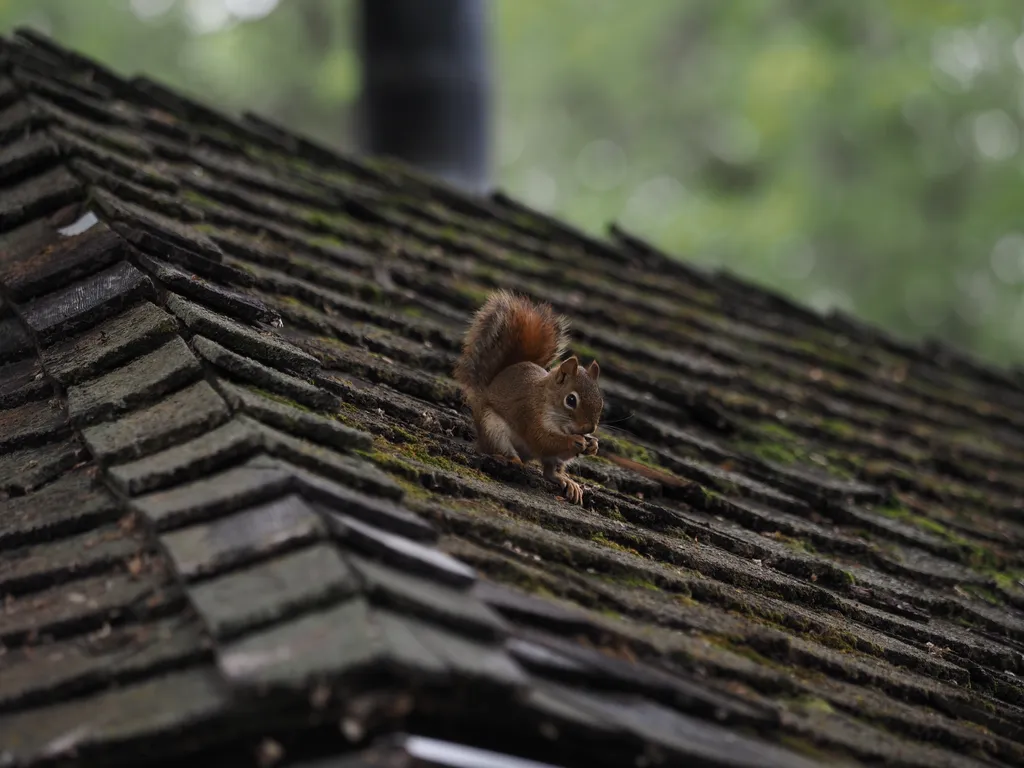 a squirrel on a moss-covered roof