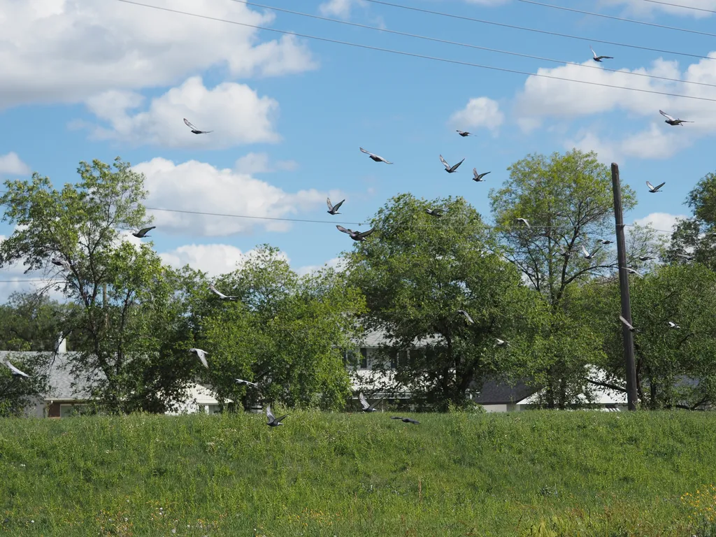 a flock of pigeons in flight