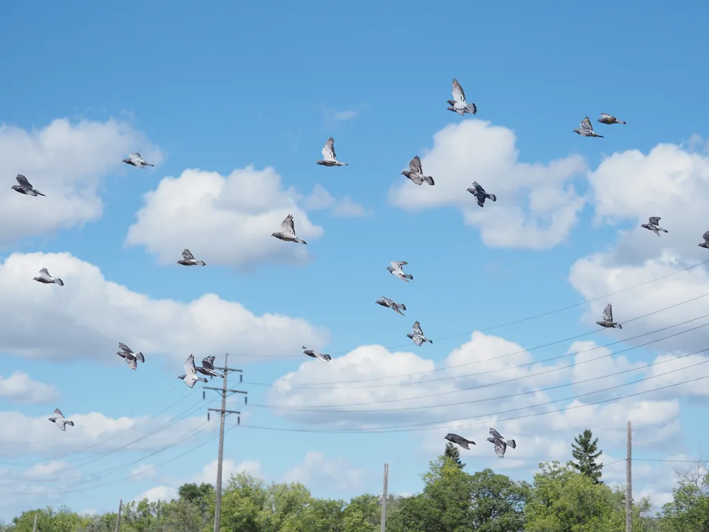 a flock of pigeons in flight