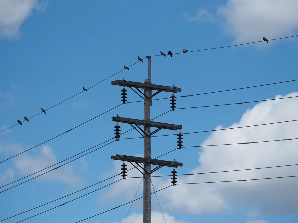 pigeons sitting on a telephone wire