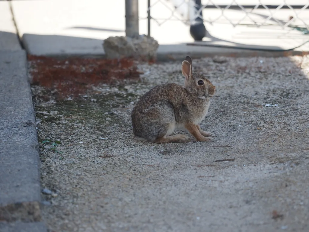 a startled rabbit