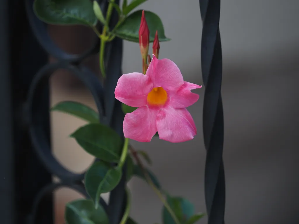 a pink flower growing through a wrought iron fence