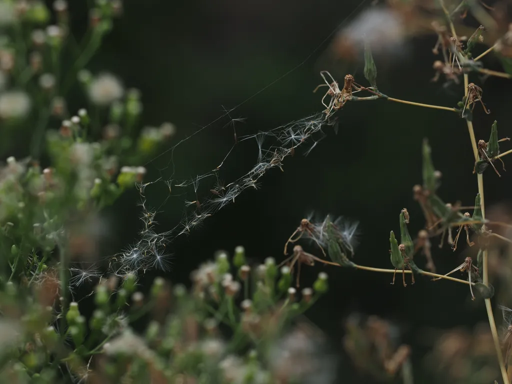 seeds caught in a web between two plants