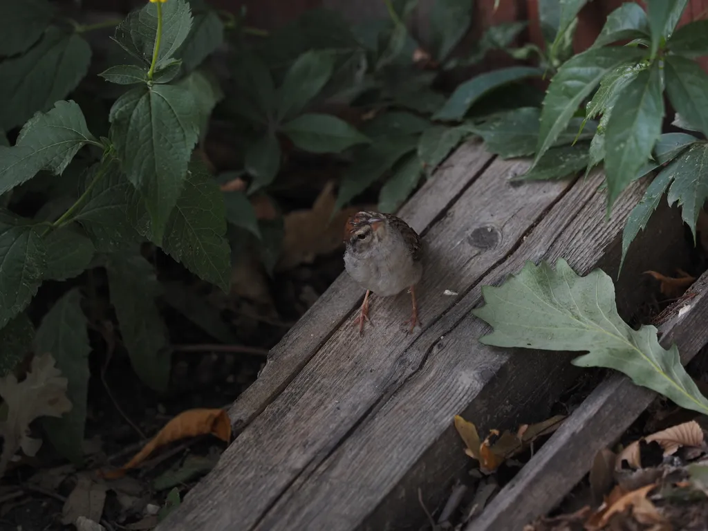 a sparrow looking at the camera sideways