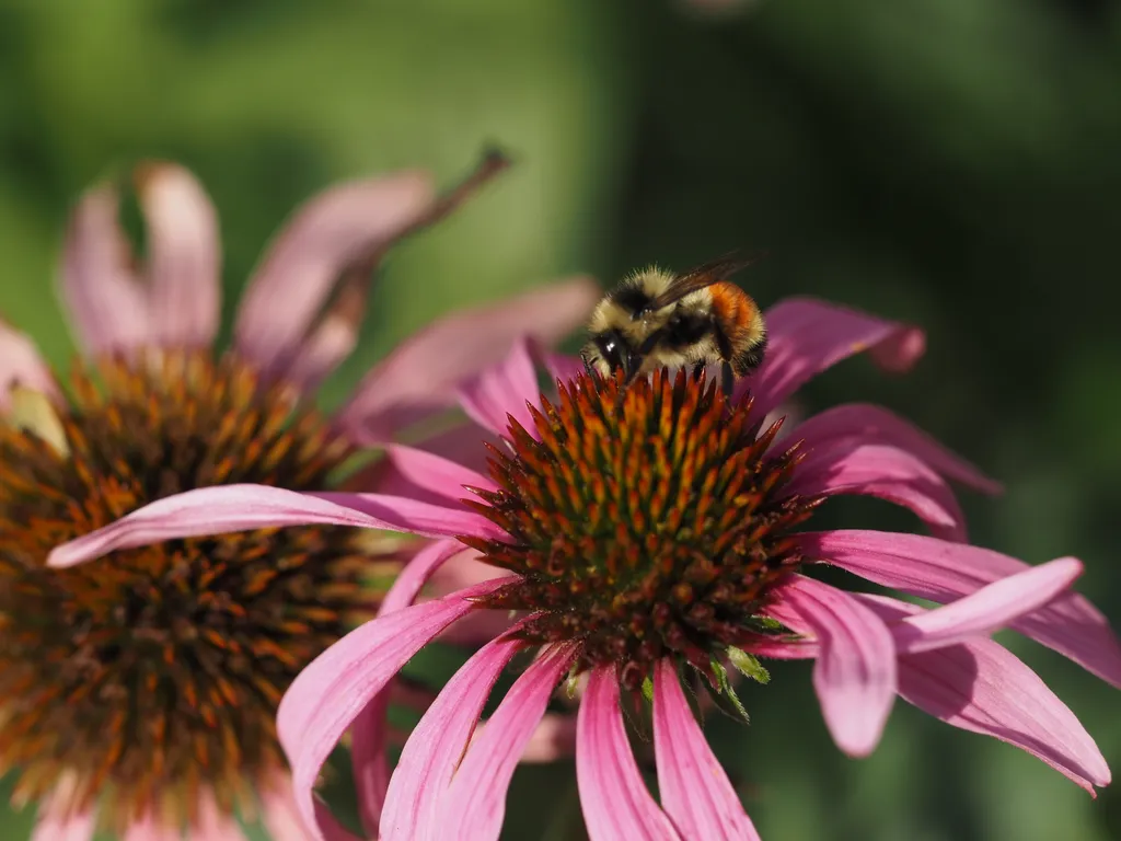 a bee visiting a pink coneflower