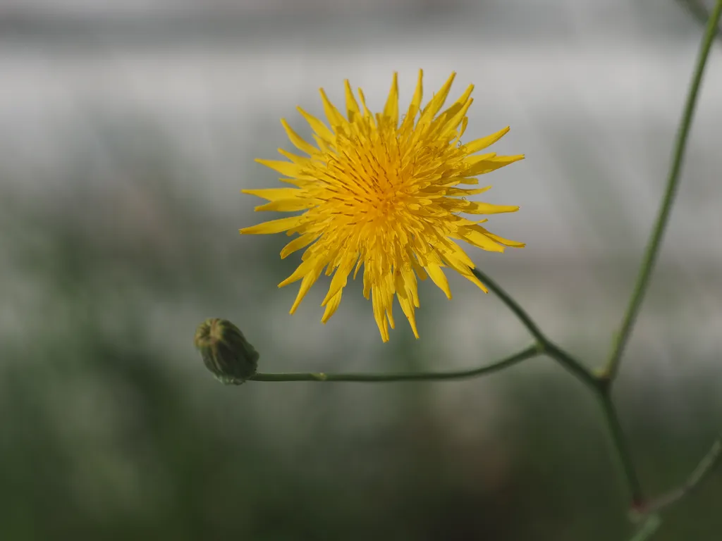 a dandelion-like flower