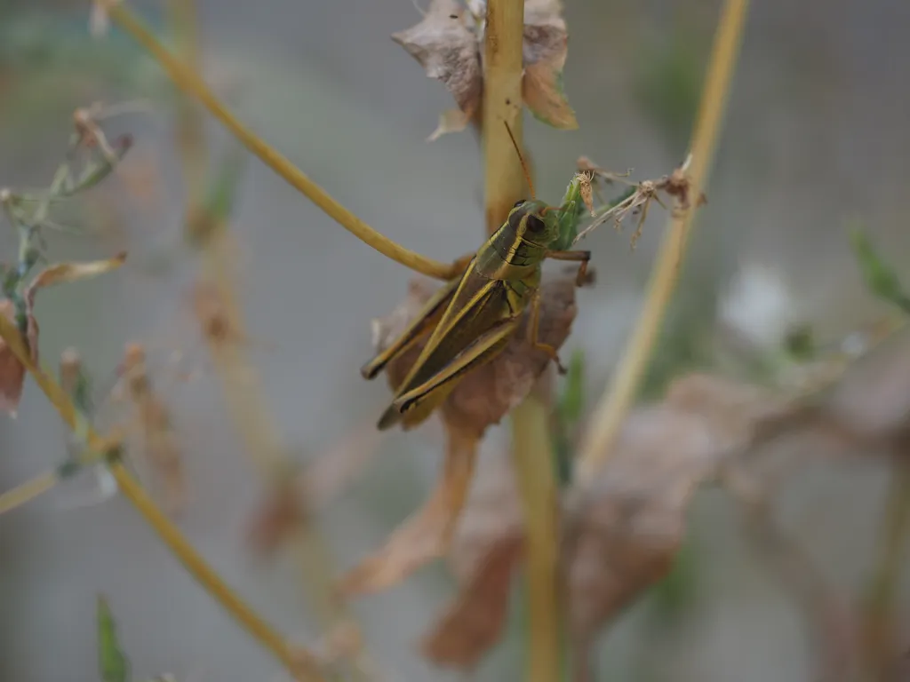 a grasshopper on a plant