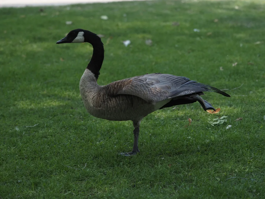 a goose standing on one leg