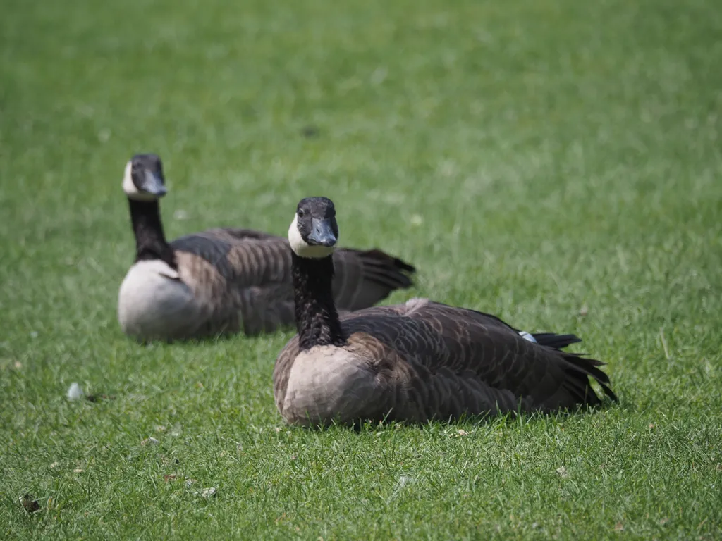 geese in a field