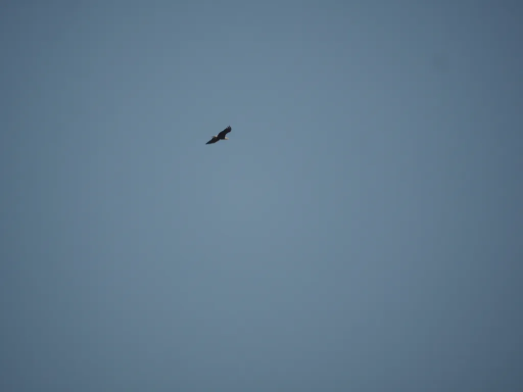 a bald eagle in flight