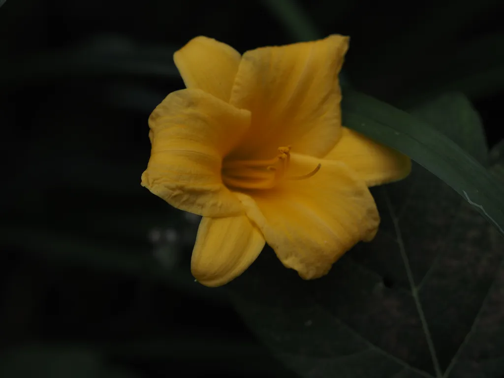 a close-up of a yellow daylily