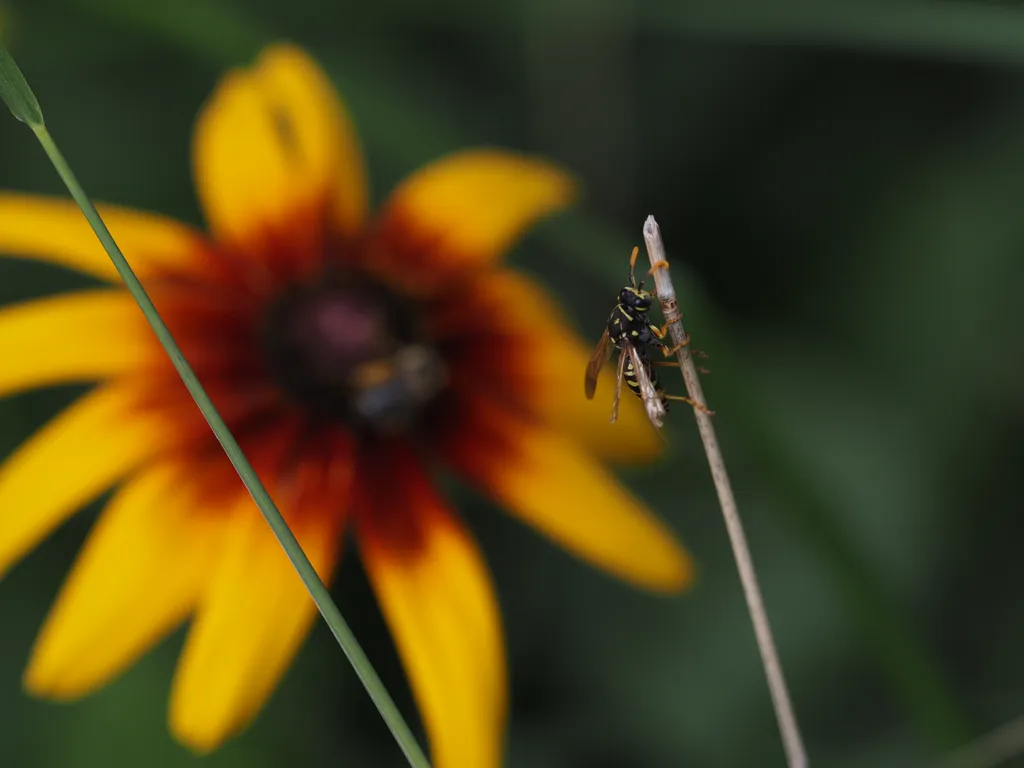 a wasp climbing up a stick