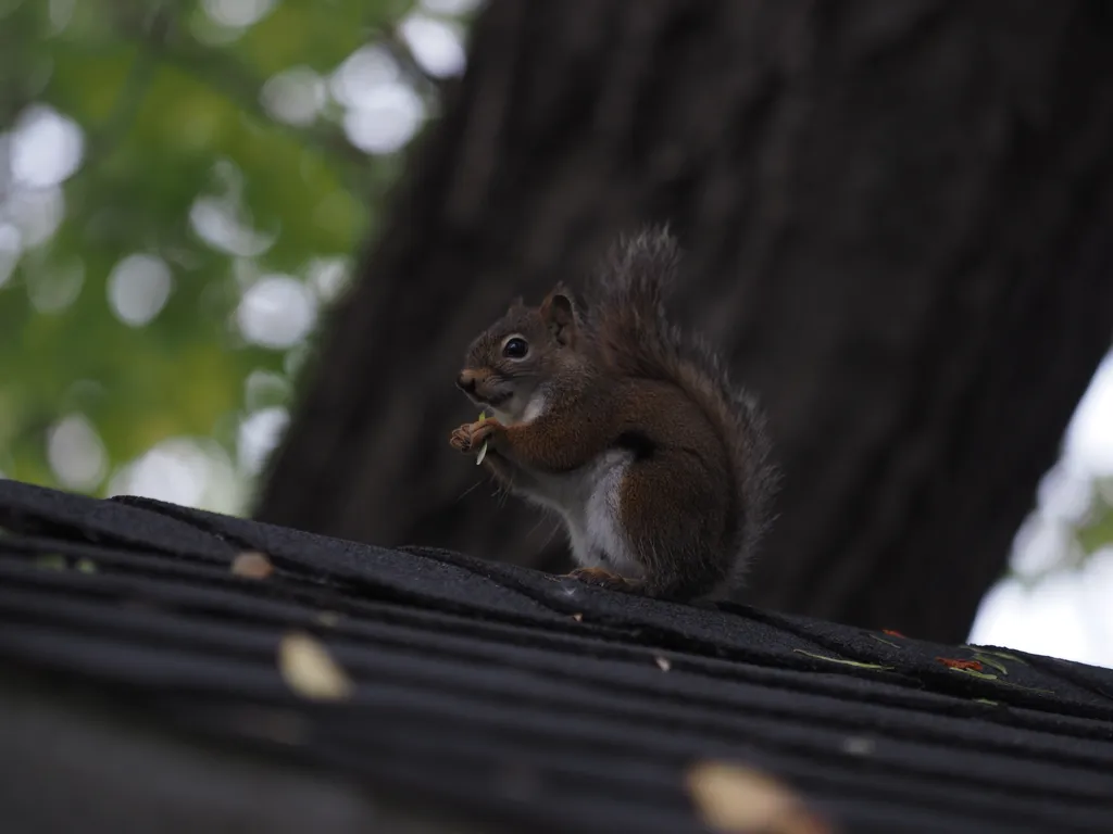 a squirrel eating a seed