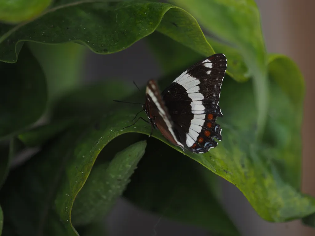 a butterfly on a leaf