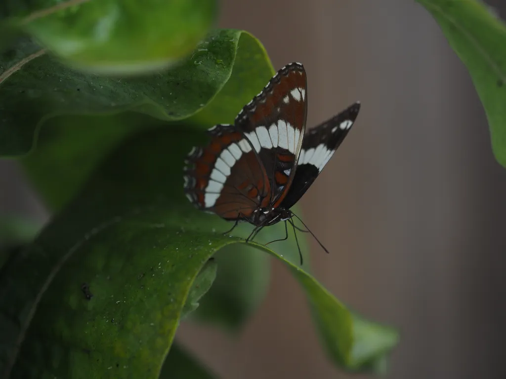 a butterfly on a leaf