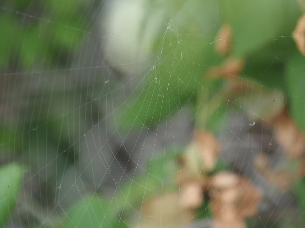 a nice round spider web