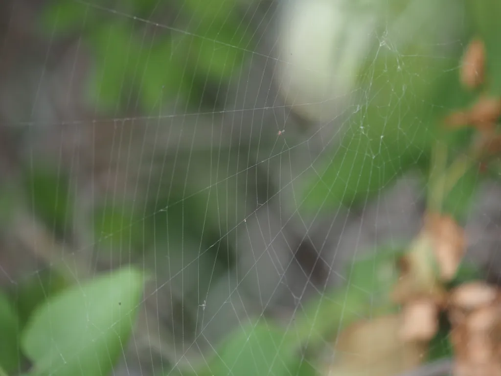 a nice round spider web