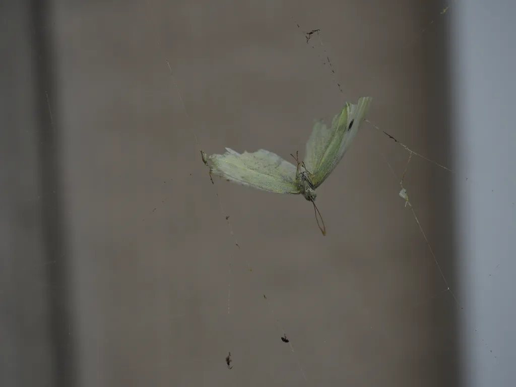 a butterfly dead in a spider web