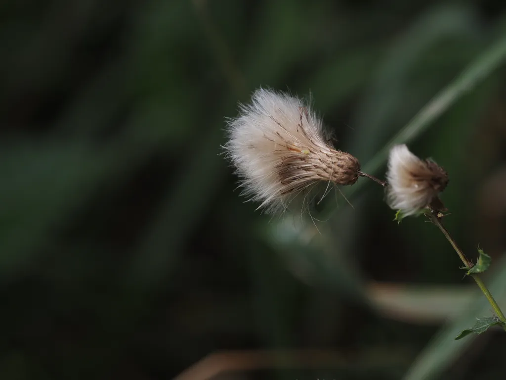 a thistle going to seed