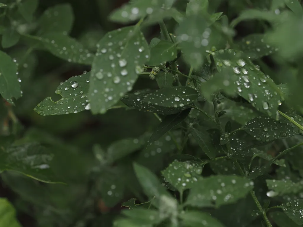 water droplets on leaves