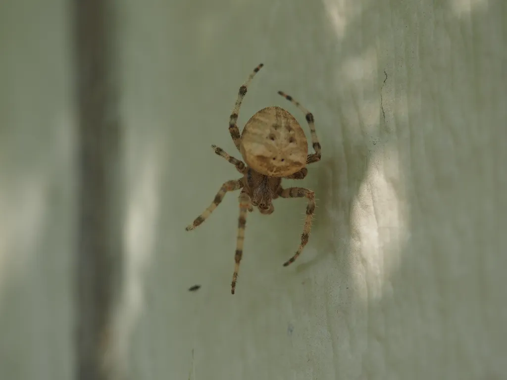 a large brown spider on a web