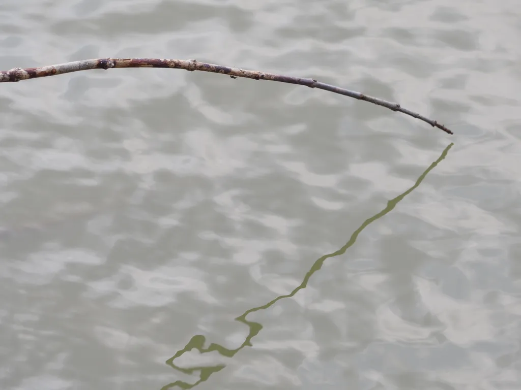 a branch reflected in a river