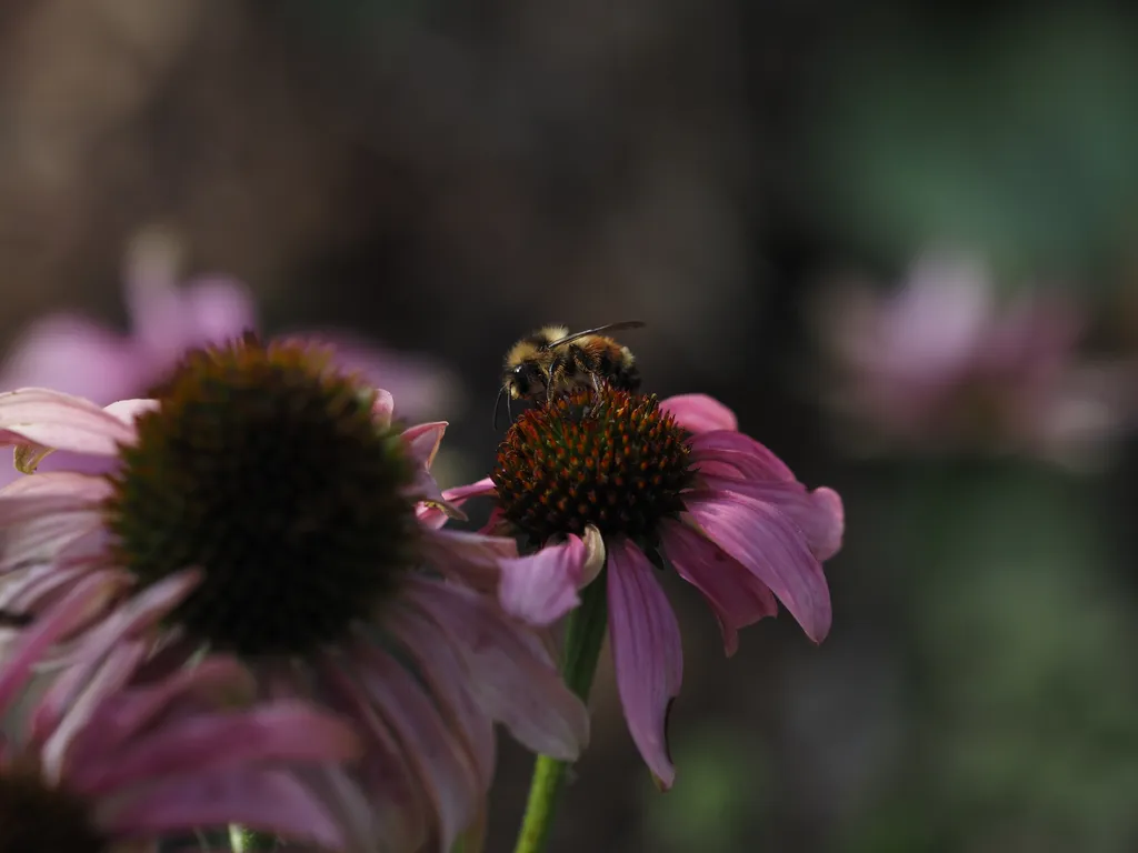 a bee visiting coneflowers