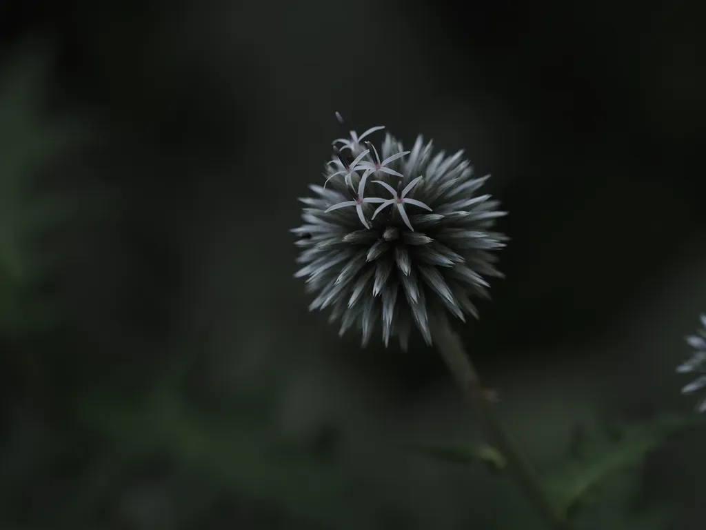 a flowering globe thistle