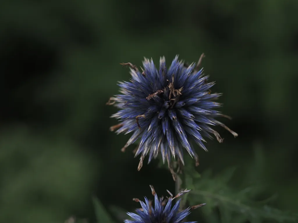 a wilting blue globe thistle