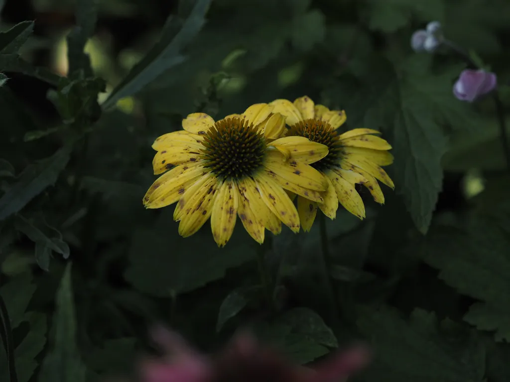 mottled wilting coneflowers