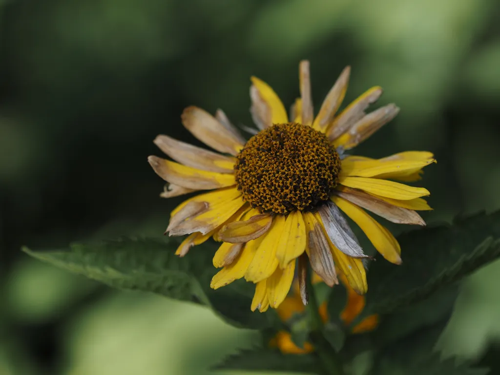 a yellow flower losing its pigment