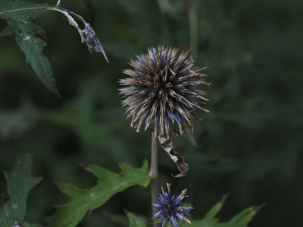 a wilting blue globe thistle