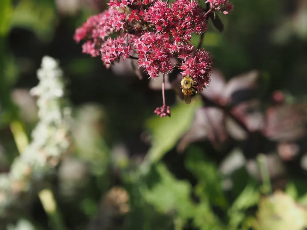 a bee visiting a flower