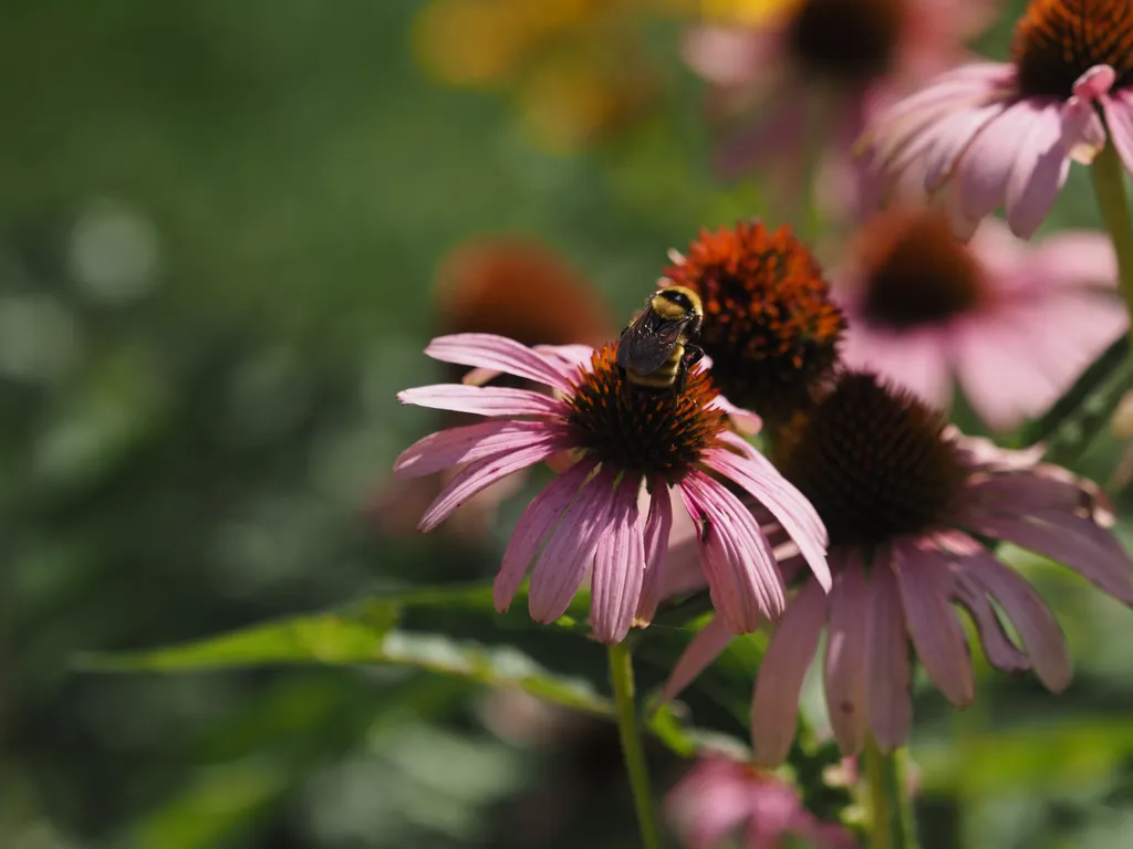 a bee visiting a flower