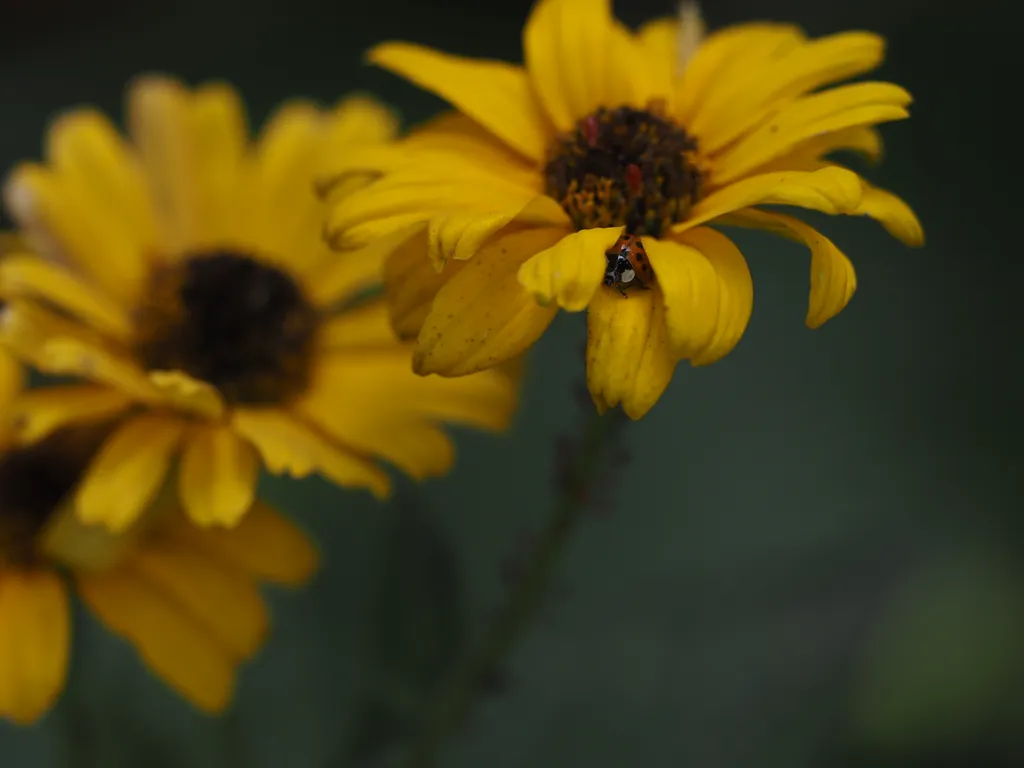 a ladybug nestled into the petals of an aphid-covered flower