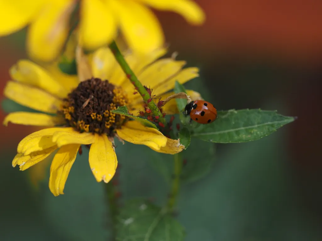 a ladybug on an aphid-covered flower